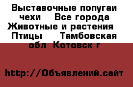 Выставочные попугаи чехи  - Все города Животные и растения » Птицы   . Тамбовская обл.,Котовск г.